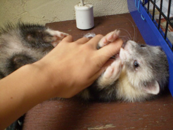 tomy (8).JPG